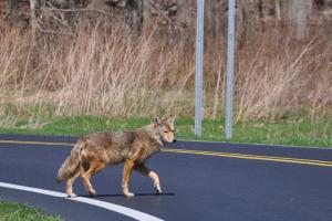 Animals venturing onto the carriageway are causing lane closures