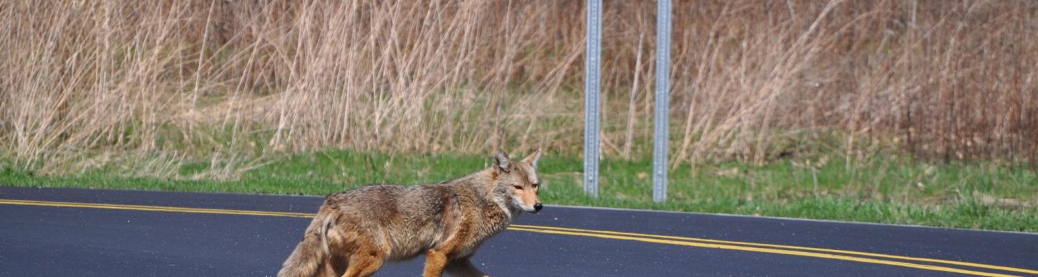 Animals venturing onto the carriageway are causing lane closures